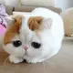 EIGDehnT
