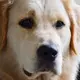 Dwight The Dog 的头像