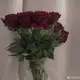 qq3153325的头像-菜鸟论坛