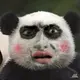 累死的猪