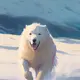 shu