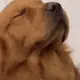 cbhj
