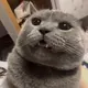 猫叔
