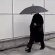 用户61225519的头像-zibll子比社区
