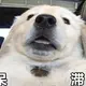 嫖断吊