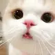 MK1489293152的头像-菜鸟论坛