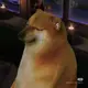 柴同志