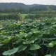 评论头像
