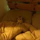 无敌舔猫