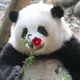 qq2455714556的头像-zibll子比社区