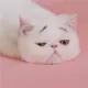 528975623的头像