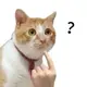 Yzynb666
