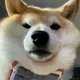 14745423938aa的头像-菜鸟论坛