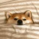 都能记住